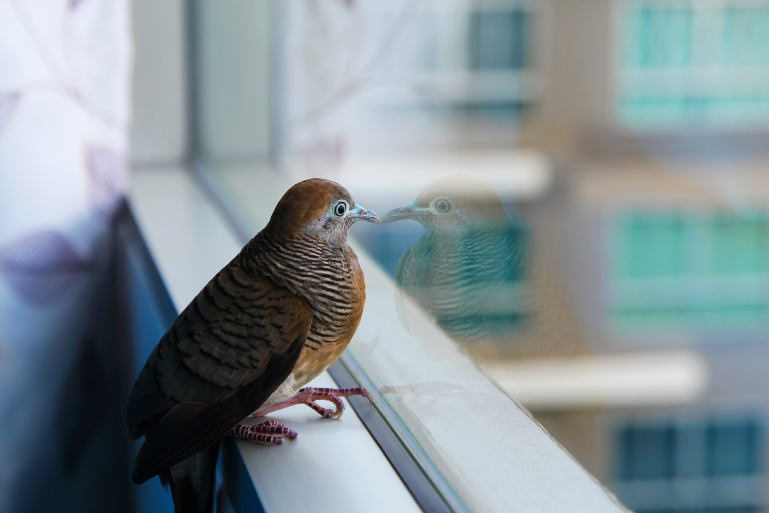 bird divert san jose windows